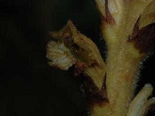 Img.VTax2752.ExN.Img4