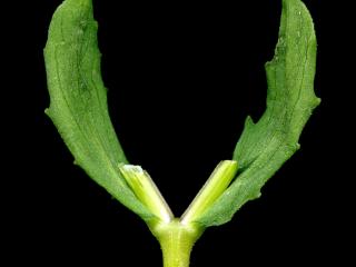 Img.VTax2879.ExN.Img9