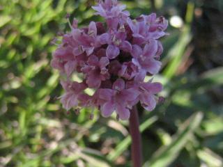 Img.VTax2894.ExN.Img2