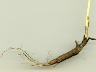 Img.VTax2894.ExN.Img8