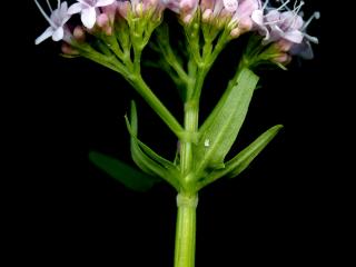 Img.VTax2899.ExN.Img1