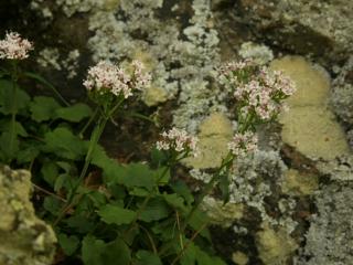 Img.VTax2899.ExN.Img6