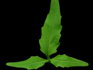 Img.VTax2899.ExN.Img9