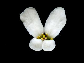 Img.VTax1142.ExN.Img10