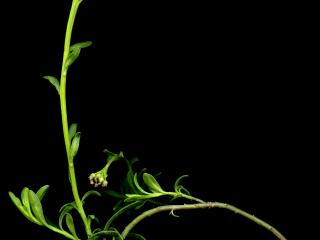 Img.VTax1142.ExN.Img14