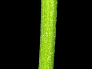 Img.VTax1142.ExN.Img7