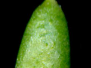Img.VTax1144.ExN.Img4