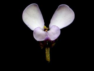 Img.VTax1148.ExN.Img4