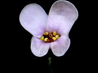 Img.VTax1149.ExN.Img7