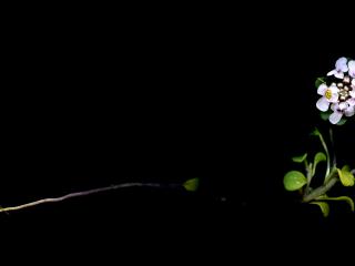 Img.VTax1149.ExN.Img8