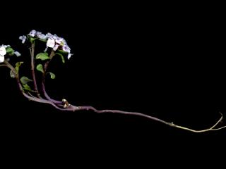 Img.VTax1149.ExN.Img9