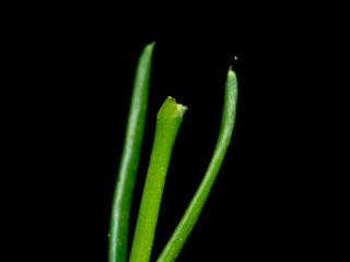 Img.VTax1940.ExN.Img7