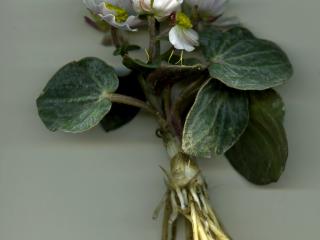Img.VTax223.ExN.Img4
