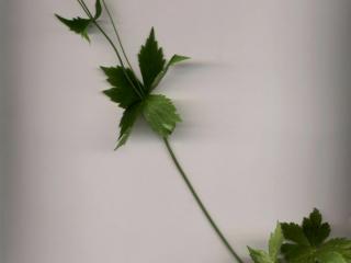 Img.VTax246.ExN.Img3