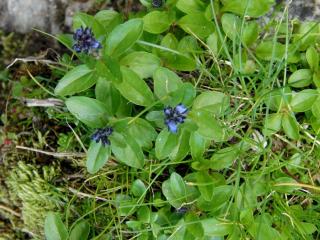 Img.VTax2667.ExN.Img1