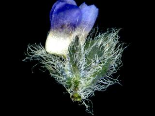 Img.VTax2667.ExN.Img7
