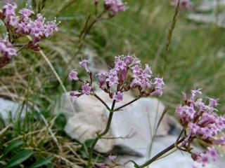 Img.VTax2895.ExN.Img3
