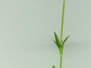 Img.VTax2895.ExN.Img5