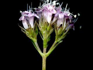 Img.VTax2895.ExN.Img7