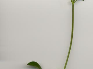 Img.VTax2895.ExN.Img8