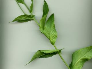 Img.VTax3394.ExN.Img4