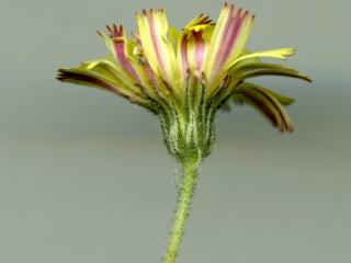 Img.VTax3466.ExN.Img4