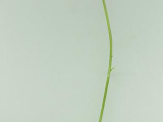Img.VTax3466.ExN.Img5