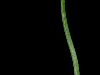 Img.VTax3534.ExN.Img5