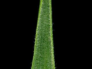 Img.VTax3534.ExN.Img8