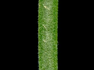 Img.VTax3534.ExN.Img9