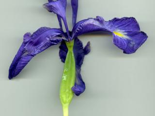 Img.VTax3619.ExN.Img5