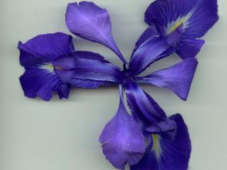 Img.VTax3619.ExN.Img6