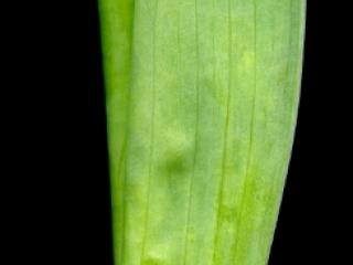 Img.VTax3629.ExN.Img3