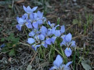 Img.VTax3630.ExN.Img6