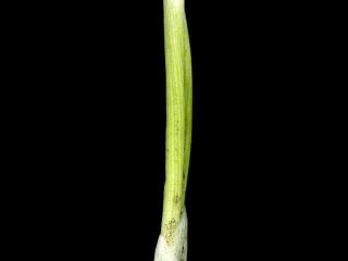 Img.VTax3633.ExN.Img4