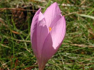 Img.VTax3633.ExN.Img8