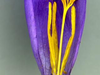 Img.VTax3633.ExN.Img9
