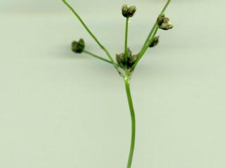 Img.VTax3697.ExN.Img4