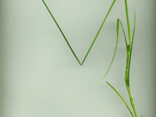 Img.VTax3751.ExN.Img6