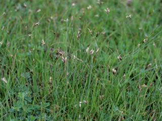 Img.VTax3756.ExN.Img2