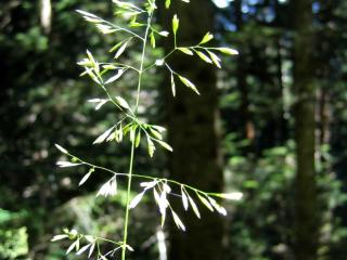 Img.VTax3835.ExN.Img1