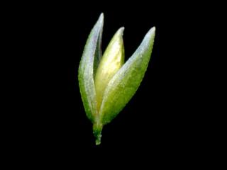 Img.VTax3835.ExN.Img2