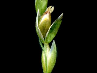 Img.VTax3835.ExN.Img3