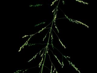 Img.VTax3835.ExN.Img4