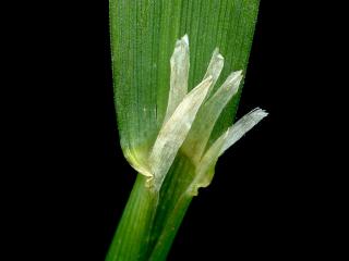 Img.VTax3835.ExN.Img5