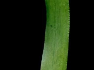 Img.VTax3835.ExN.Img6