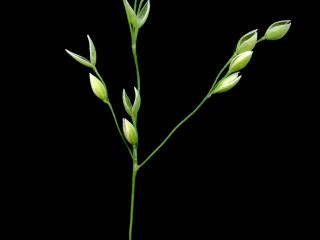 Img.VTax3835.ExN.Img7