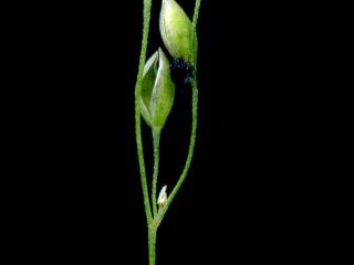 Img.VTax3835.ExN.Img8