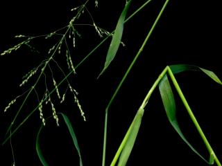 Img.VTax3835.ExN.Img9