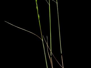 Img.VTax3887.ExN.Img2